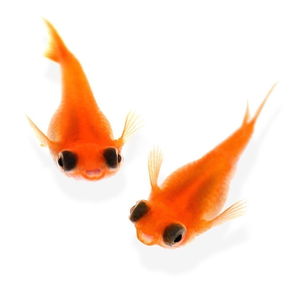 まるまるめだか 楊貴妃出目パンダダルマメダカ 有精卵1０個 A その他 売買されたオークション情報 Yahooの商品情報をアーカイブ公開 オークファン Aucfan Com