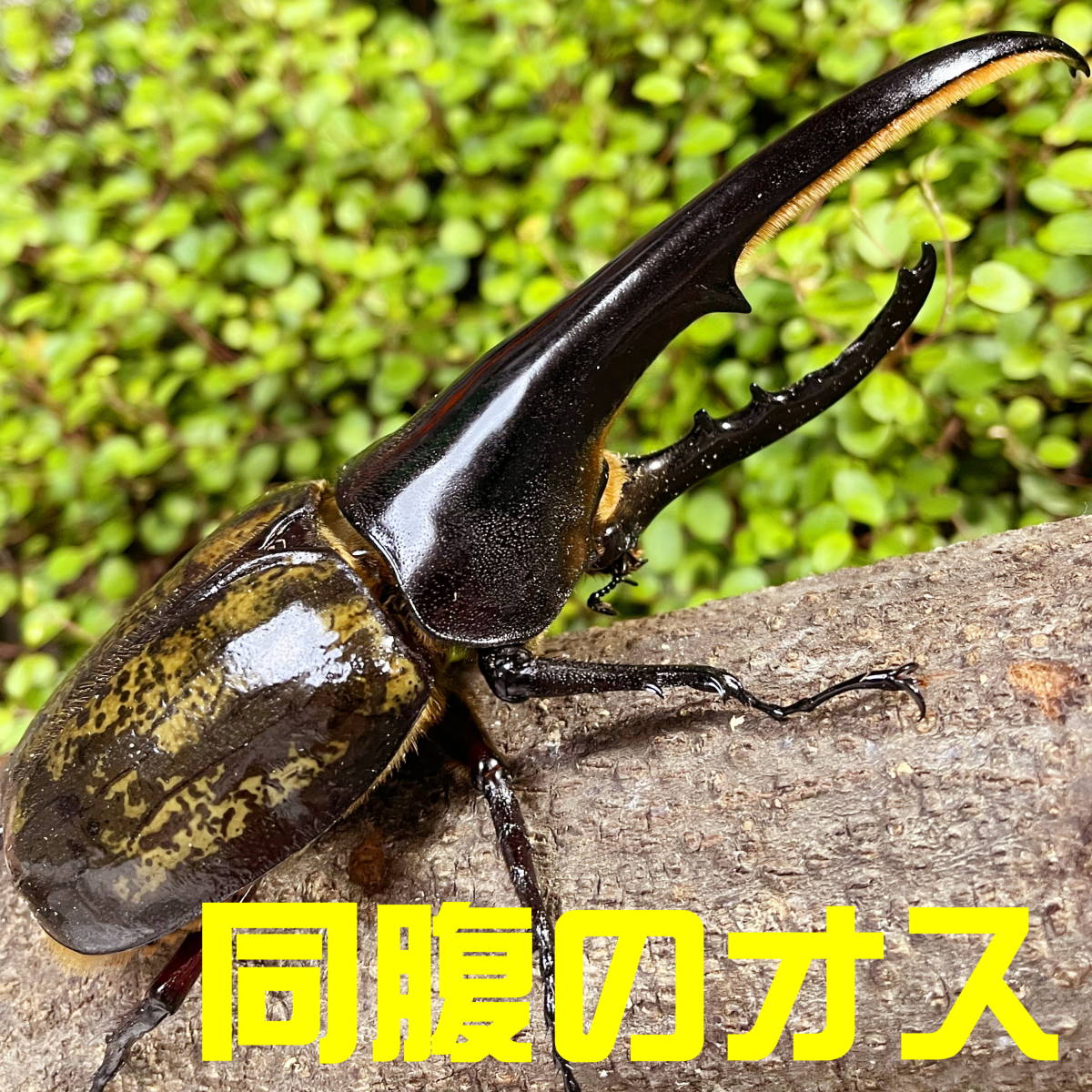 Rk Dhヘラクレスオオカブト 成虫 メス 単品 68ｍｍ Ha血統 Hiroka Amazonico 外国産 売買されたオークション情報 Yahooの商品情報をアーカイブ公開 オークファン Aucfan Com