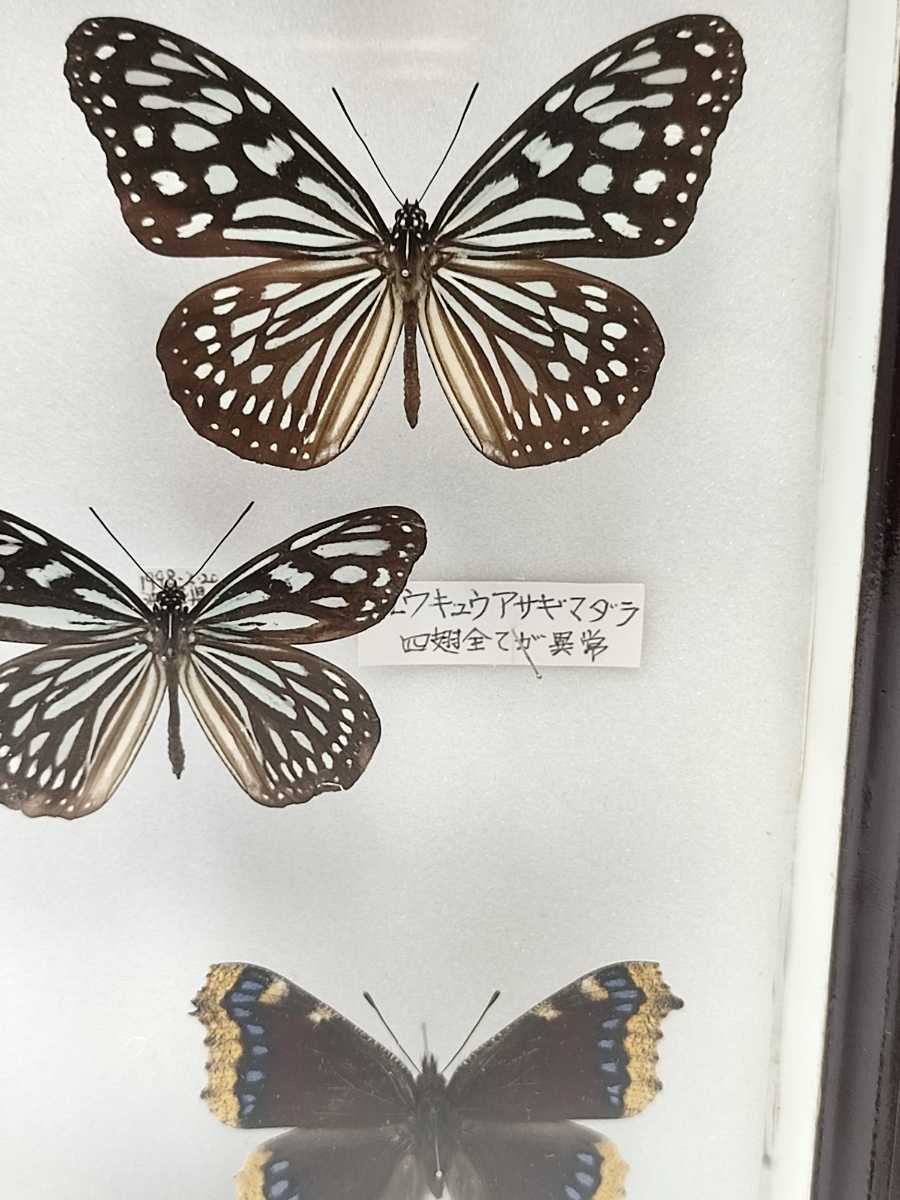 ギフチョウ イエローバンド型 イエローテール型 クロアゲハ