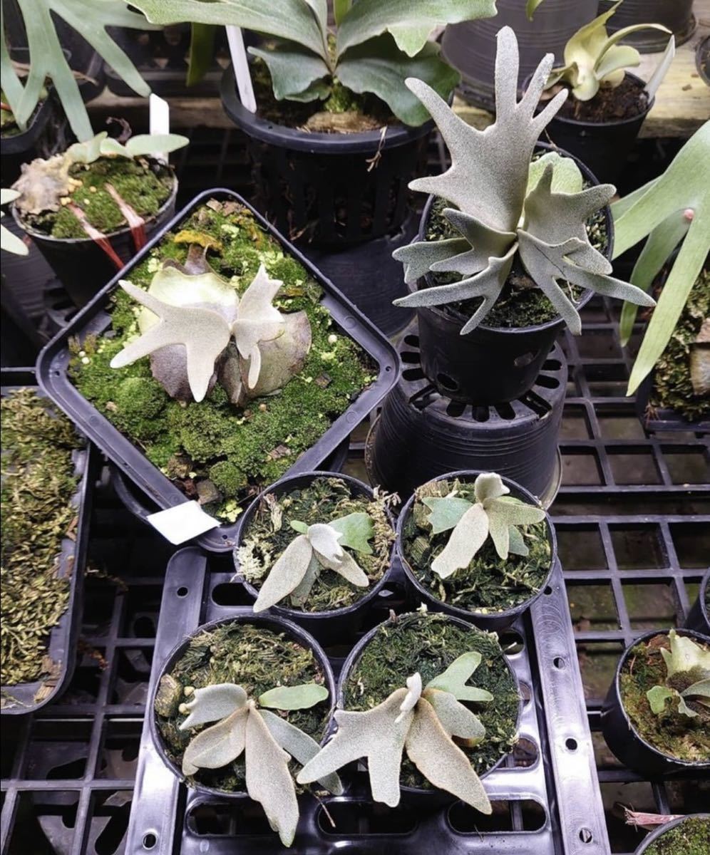 P. willinckii Nook spore grown ウィリンキー【vandaka】(ビカクシダ 
