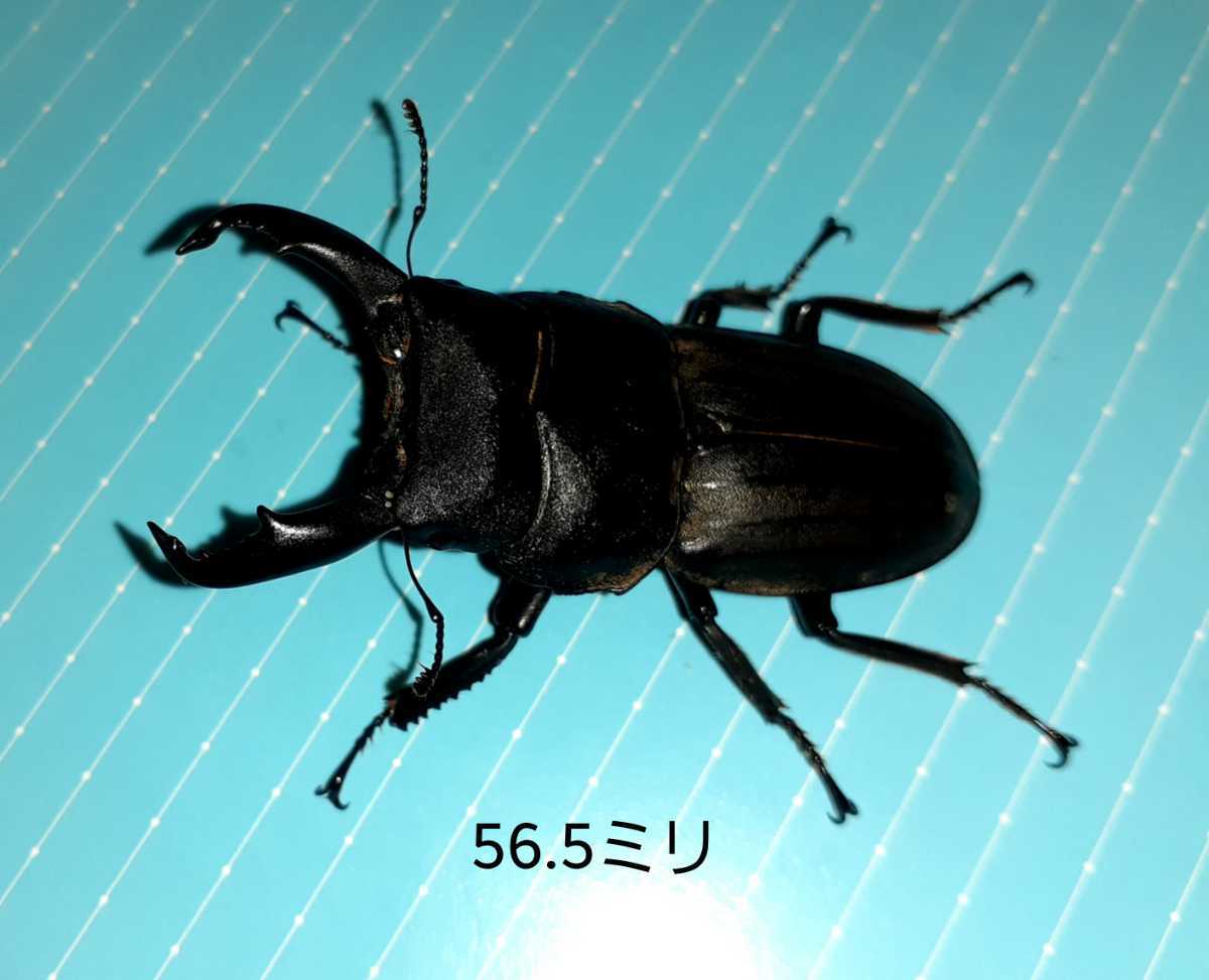 奄美大島産ワイルド スジブトヒラタ(固有種) 2ペア 産地直送!!! 奄美