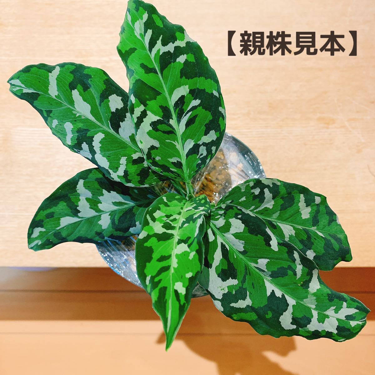 pictum Aglaonema tricolor \tricolor\Andaman Select ID便 Aglaonema