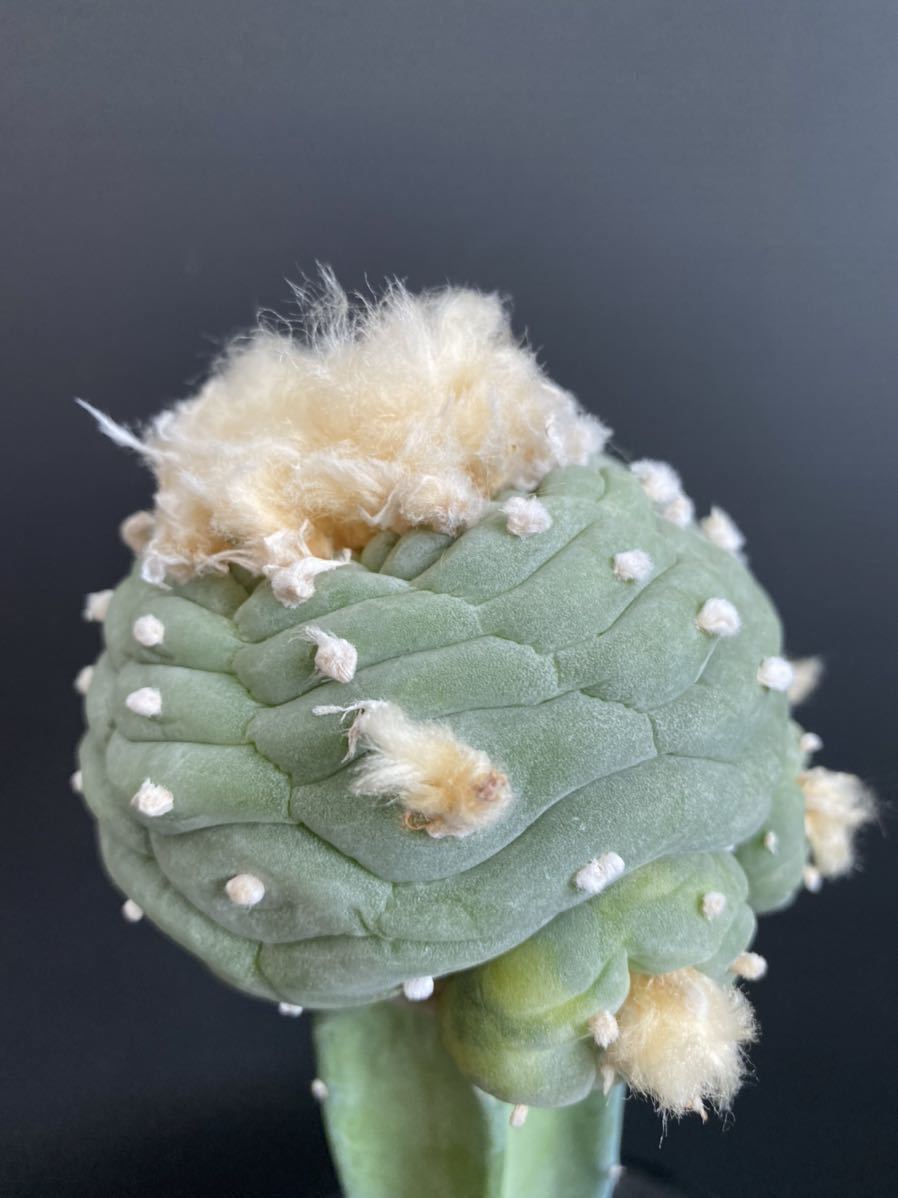 ロフォフォラ | Lophophora ロホホラ 万緑 (B01) williamsii 翠冠玉 烏