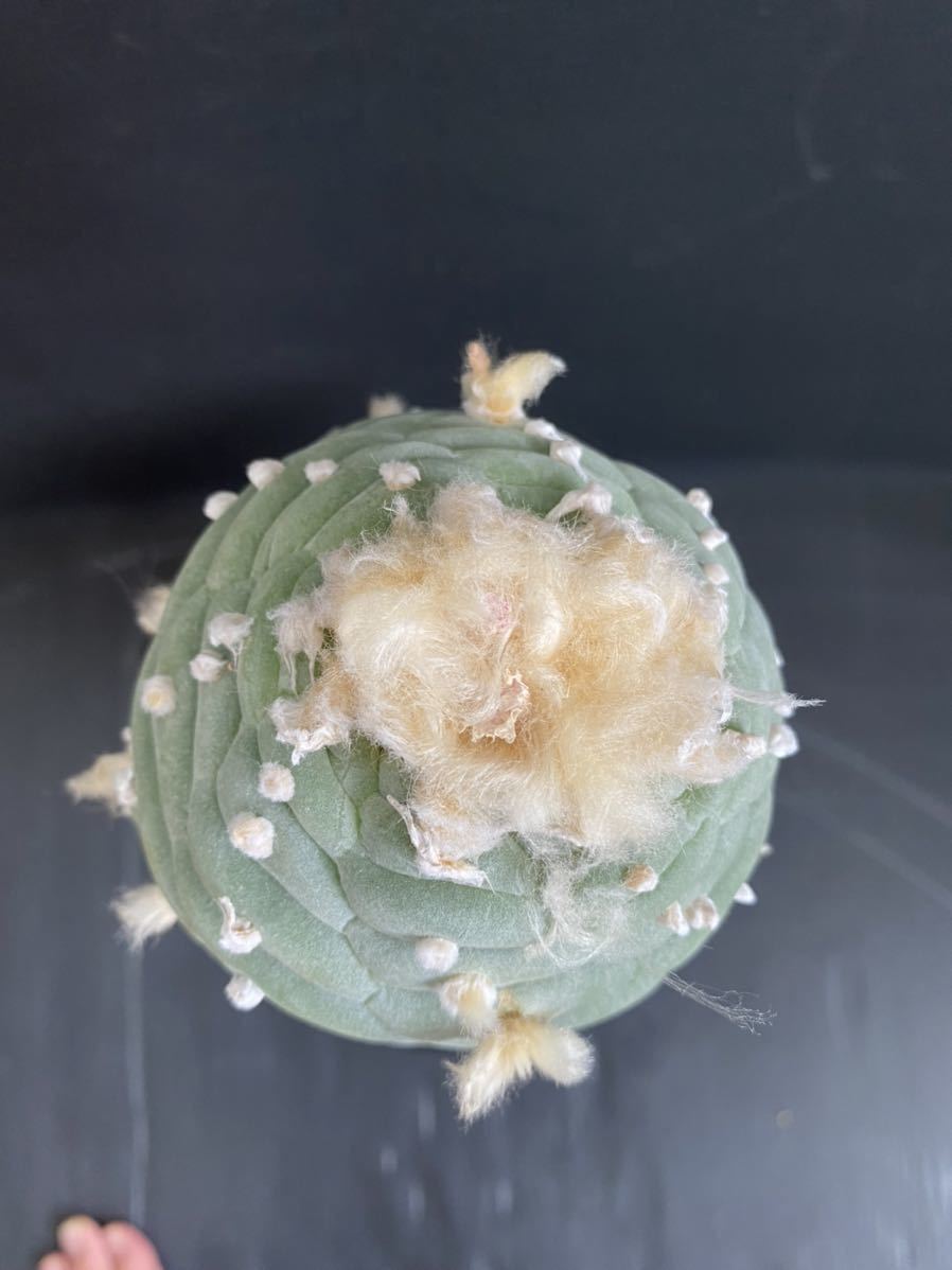 ロフォフォラ | Lophophora ロホホラ 万緑 (B01) williamsii 翠冠玉 烏