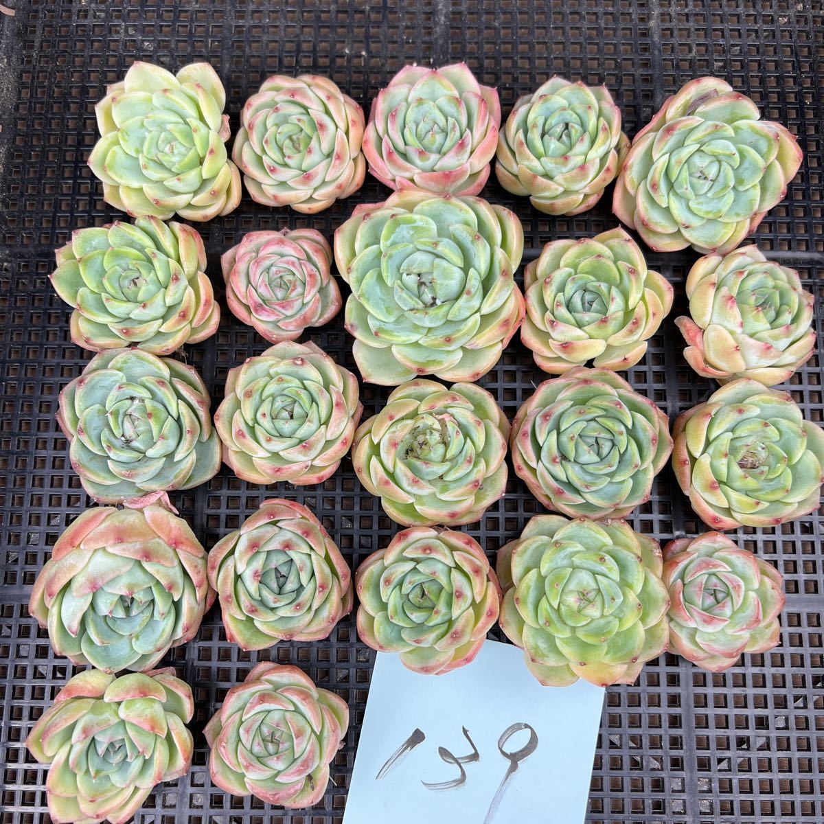 11E50-139韓国多肉植物 エケベリア ピンククリスタルローズ22個