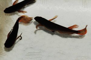 オロチ メダカのヤフオク の相場 価格を見る ヤフオク のオロチ メダカのオークション売買情報は1 544件が掲載されています