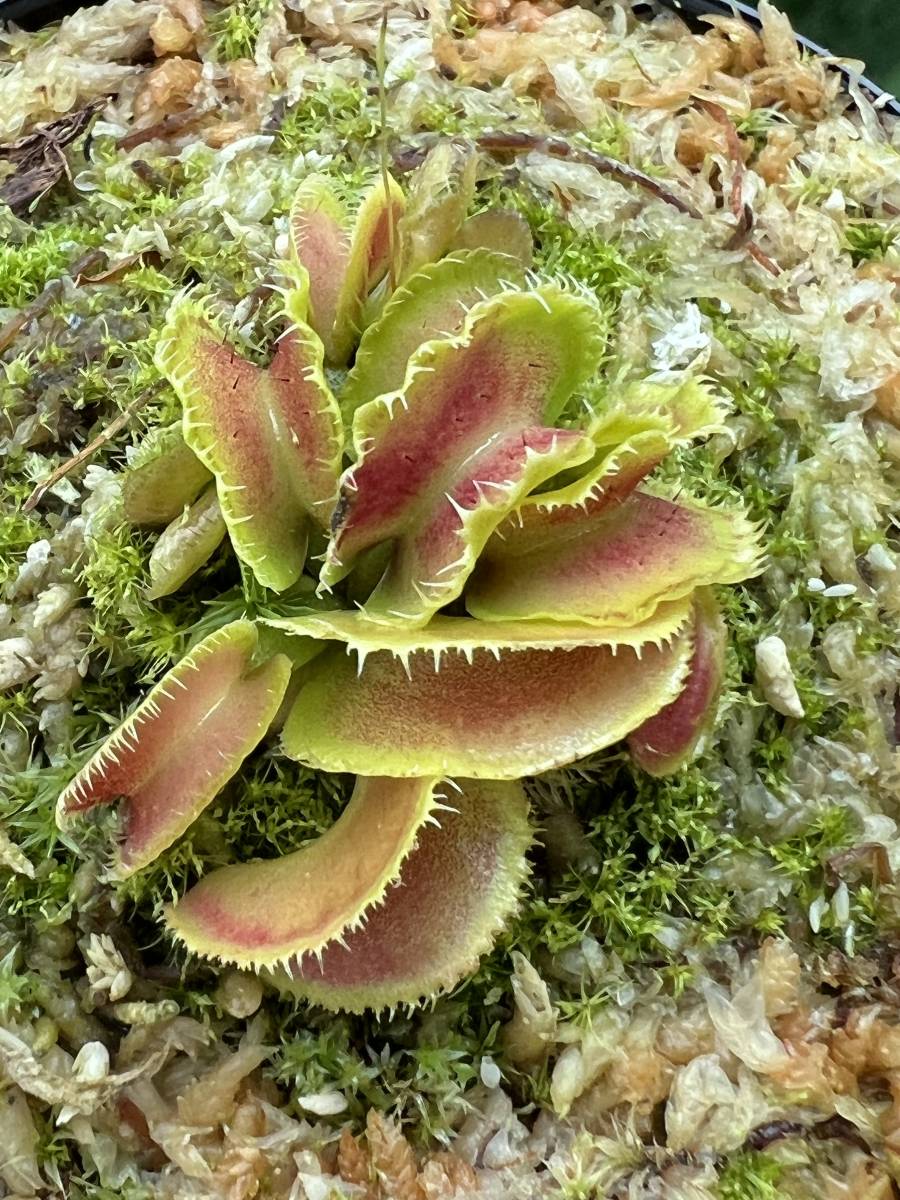 食虫植物 Dionaea muscipula kim jong-un BCP ハエトリソウ Dionaea