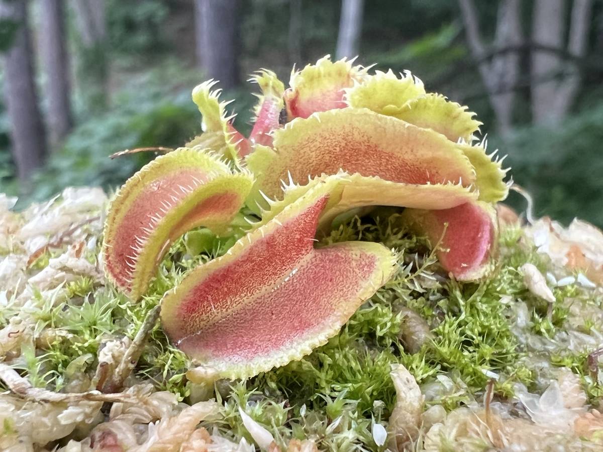 Dionaea muscipula kim jong-un BCP ハエトリソウ 食虫植物 Dionaea muscipula kim jong-un BCP ハエトリソウ Dionaea