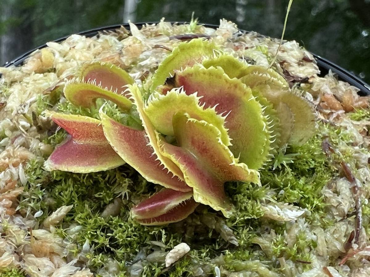 Dionaea muscipula ”Kim Jong-un” BCP ・食虫植物・ハエトリソウ ・食