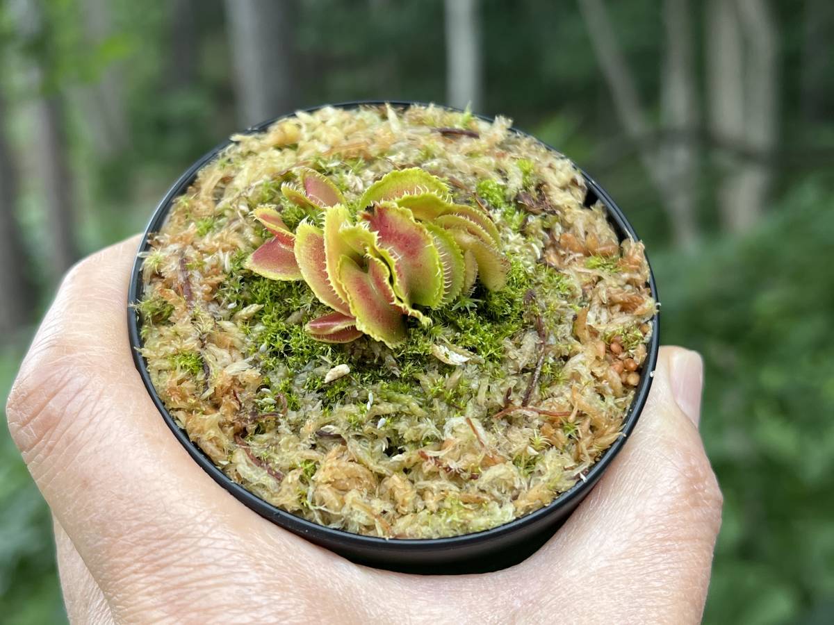Dionaea muscipula ”Kim Jong-un” BCP ・食虫植物・ハエトリソウ ・食
