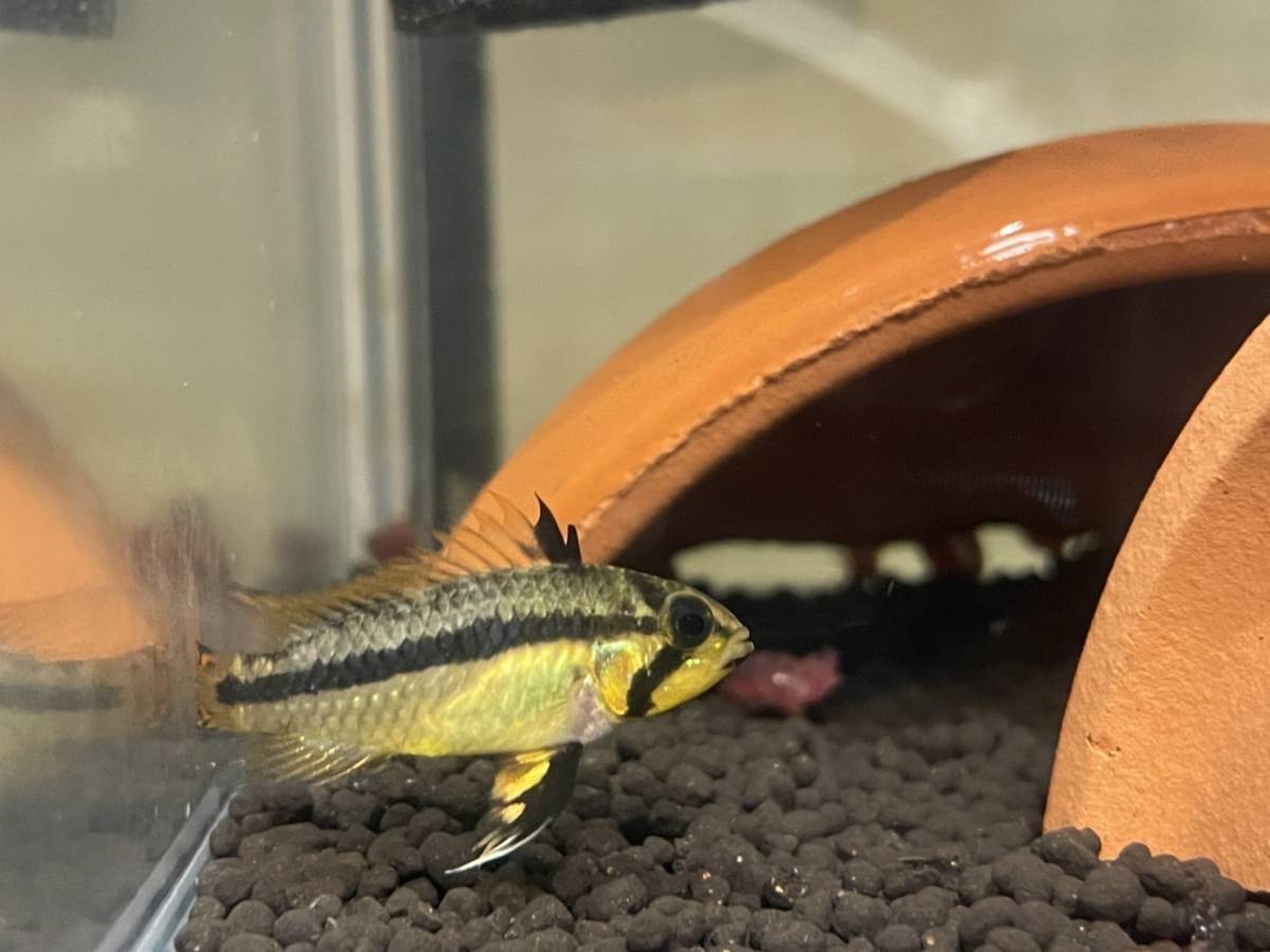 初心者向け 飼育しやすい アピストグラマ カカトゥオイデス ダブルレッド Youjinブリード F1 メス１匹売り 淡水魚 売買されたオークション情報 Yahooの商品情報をアーカイブ公開 オークファン Aucfan Com