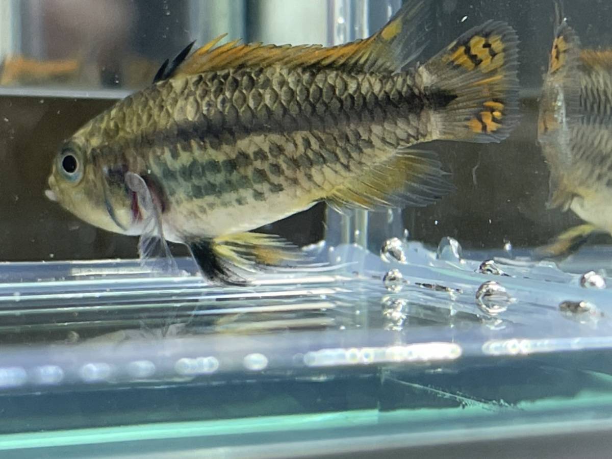 初心者向け 飼育しやすい アピストグラマ カカトゥオイデス ダブルレッド Youjinブリード F1 メス１匹売り 淡水魚 売買されたオークション情報 Yahooの商品情報をアーカイブ公開 オークファン Aucfan Com