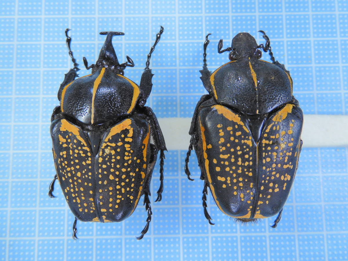 イカリツノハナムグリ 53-50mm