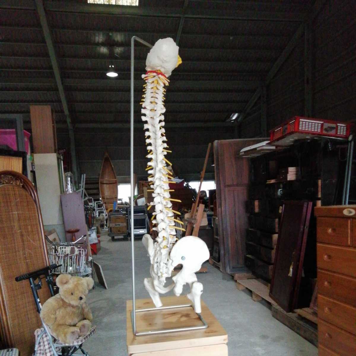 送料無料 人体模型 背骨模型/標本 スタンド付き 脊髄骨盤模型 (約高さ85cm)