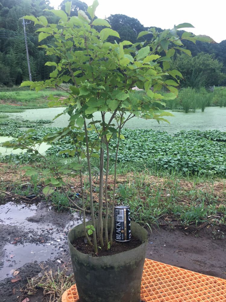 仕立て方自由のアオダモ6本立ち アオハダ1本セット (植木、庭木)｜売買 