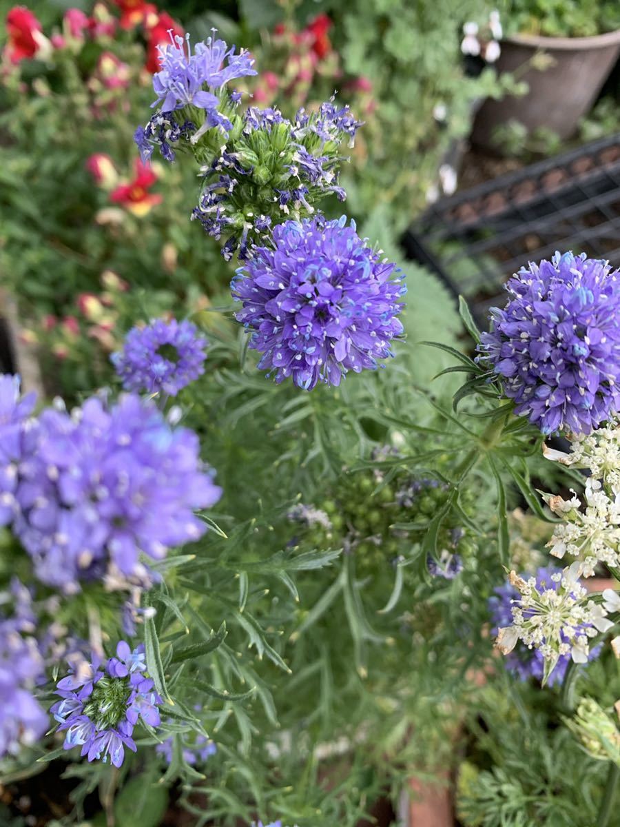 新作販売 アサガオの種 30粒 青 紫 自家採取 Apollo Makesystems Com Co