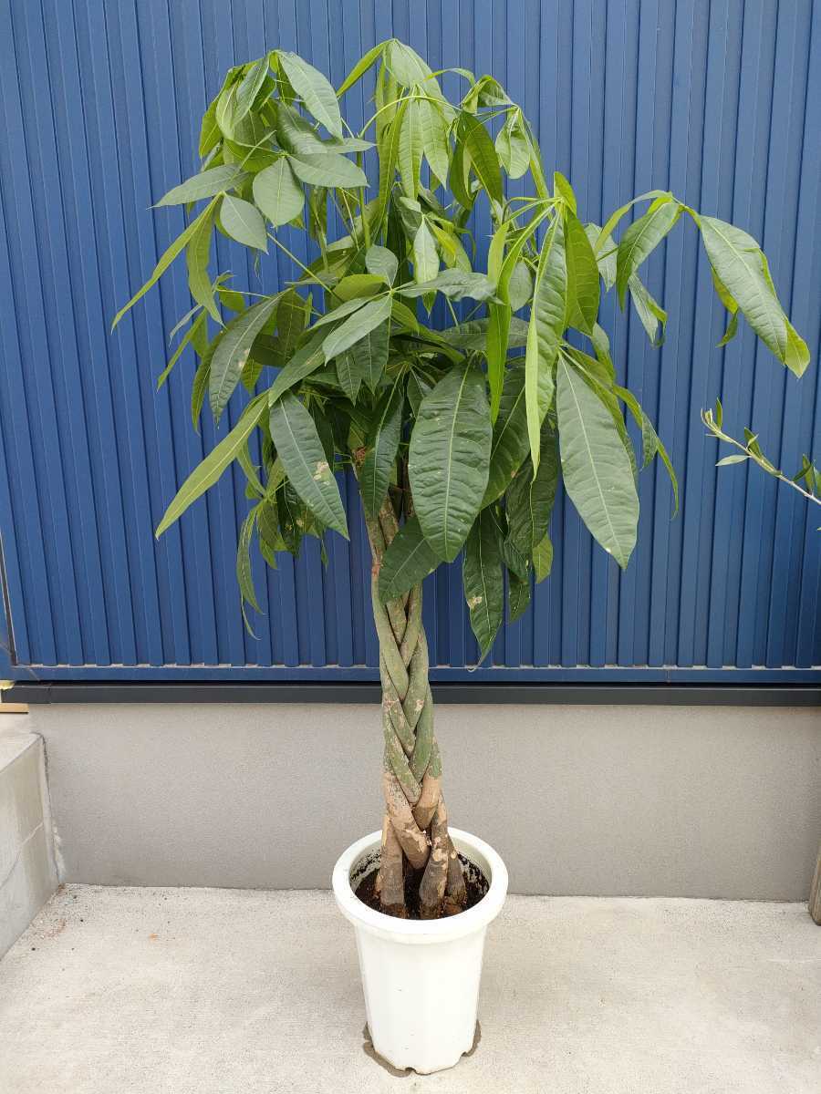 パキラ パキラ ねじり 編み込み セメントポットアイアン受皿付き インテリアグリーン オフィス店舗 贈り物 縁起物 発財樹 初心者 簡単 シミズナーセリーフラワーショップ グリーン