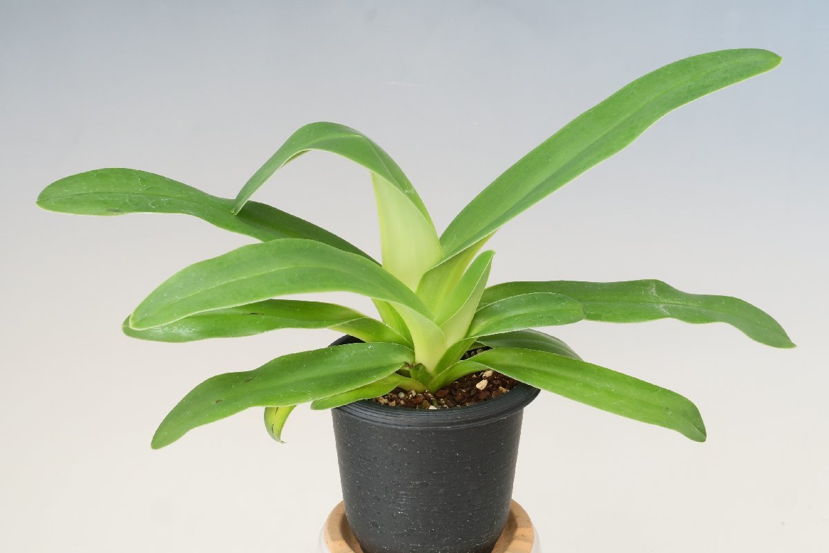 洋蘭 原種 パフィオ TA8748 Paph. platyphyllum 'Ruth Kennedy' AM/AOS