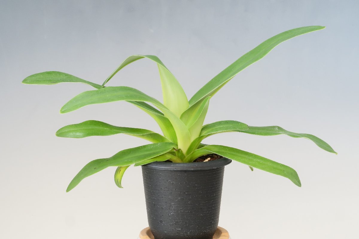 洋蘭 原種 パフィオ TA8748 Paph. platyphyllum 'Ruth Kennedy' AM/AOS