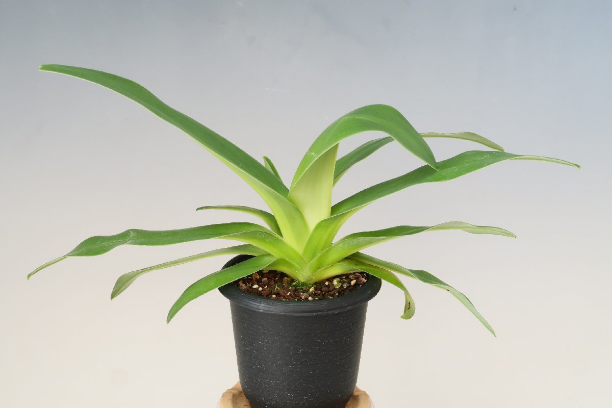 洋蘭 原種 パフィオ TA8748 Paph. platyphyllum 'Ruth Kennedy' AM/AOS