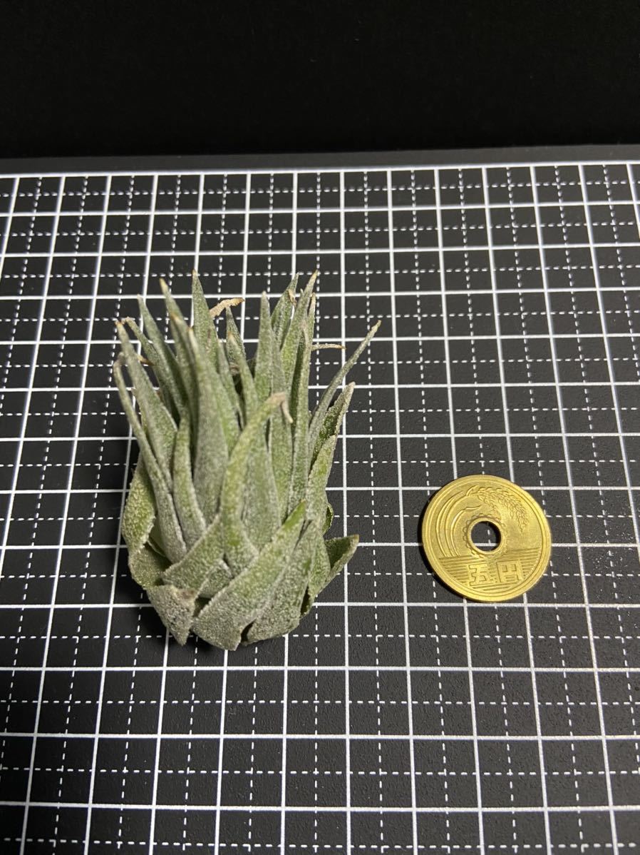 チランジア・スプレンゲリアナ Tillandsia sprengeliana 臨海型 産地