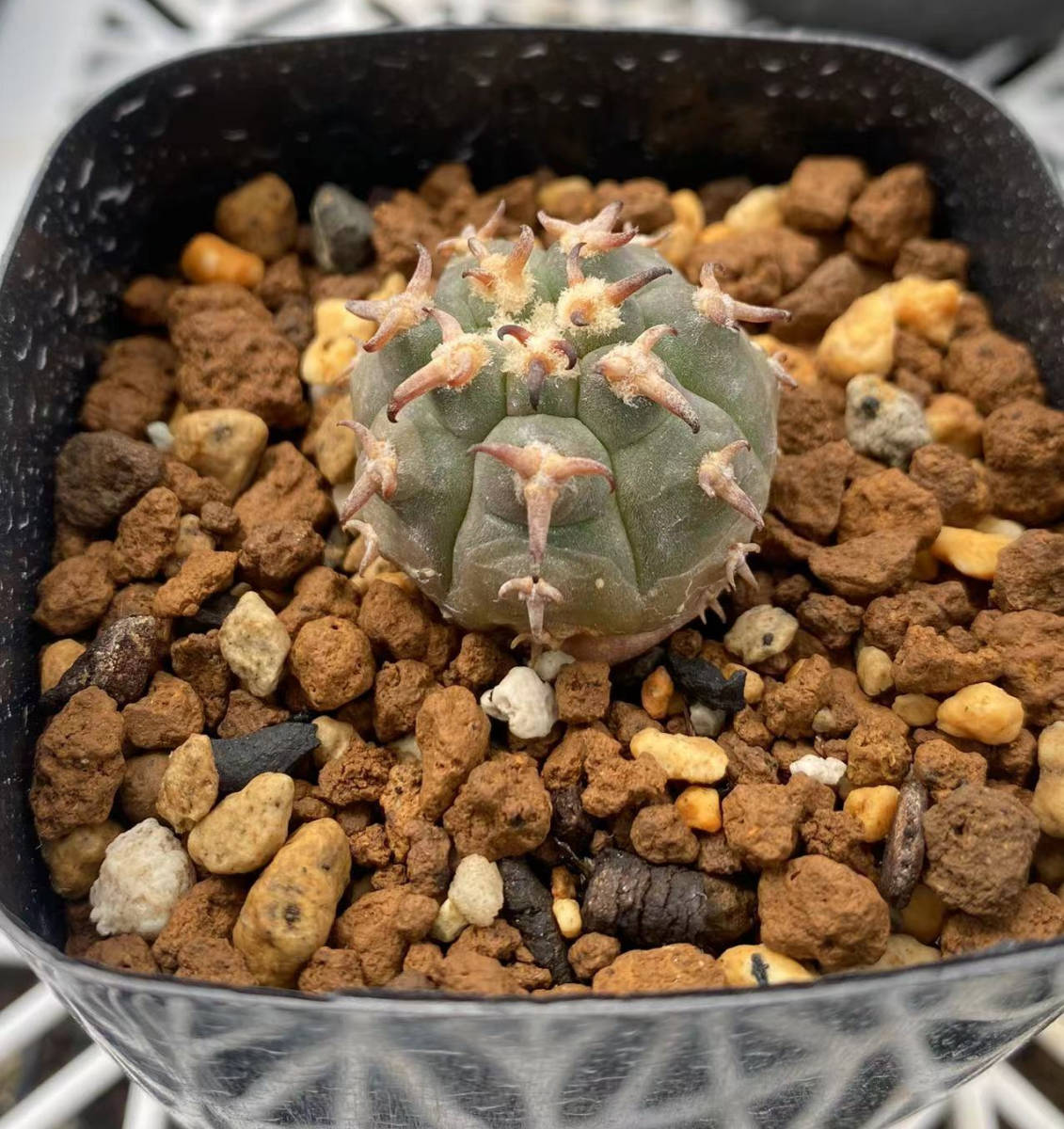サボテン 多肉植物 ギムノカリキウム 特選実生 武勲丸 バリスピナム3