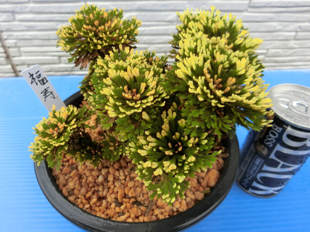 いわひば イワヒバ 銘品 福寿 約25年物(盆栽)｜売買されたオークション