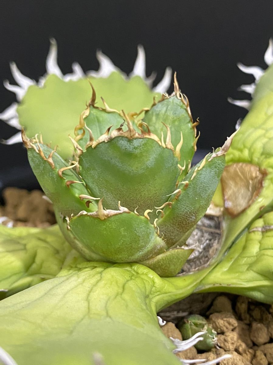 アガベ フィリグリー チタノタ 圓葉拇指 Agave ヤマダウェブコム 