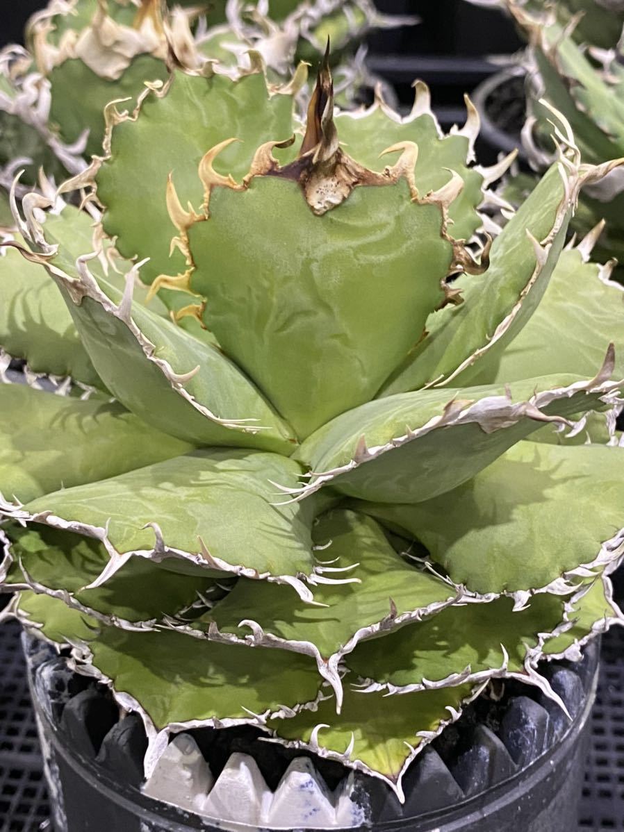 アガベ フィリグリー チタノタ 圓葉拇指 Agave ヤマダウェブコム 