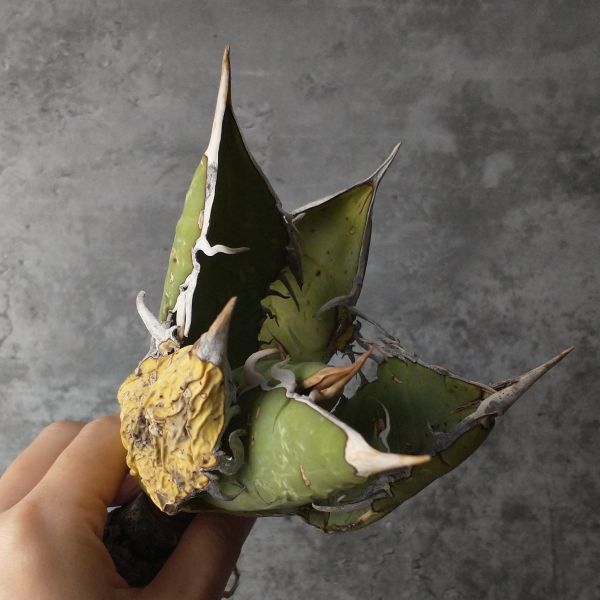 アガベ オテロイ 産 agave F3832S級極上トップ！超希少個体オアハカ