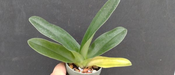 【北軽ガーデン】*パフィオ*整形花推進*Paph.icy Knight x Small World*最新交配苗*整形花*整形ピンク*