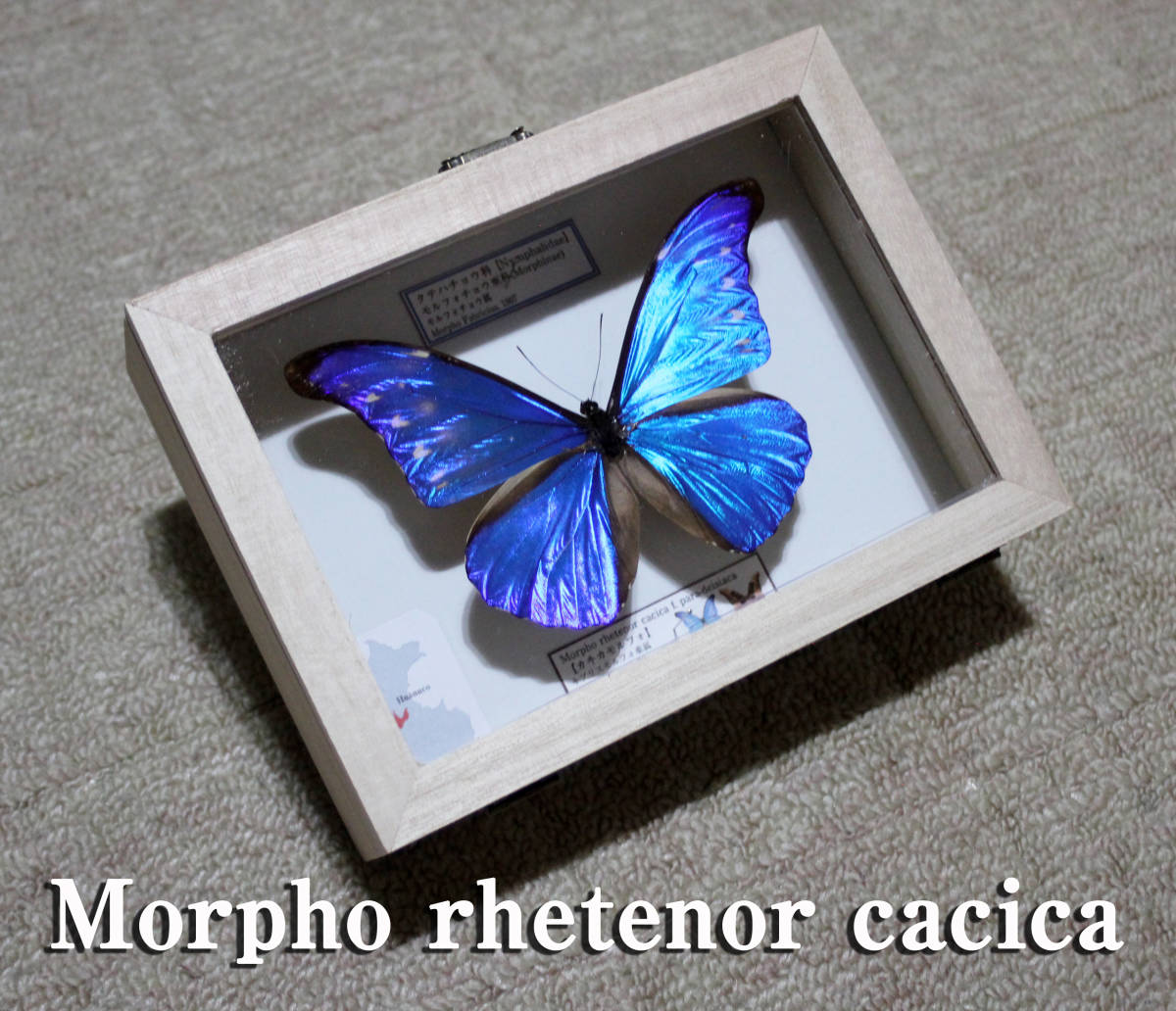 カキカモルフォ 蝶標本 公式通販 - 昆虫標本 ペルー 外国産蝶標本 標本