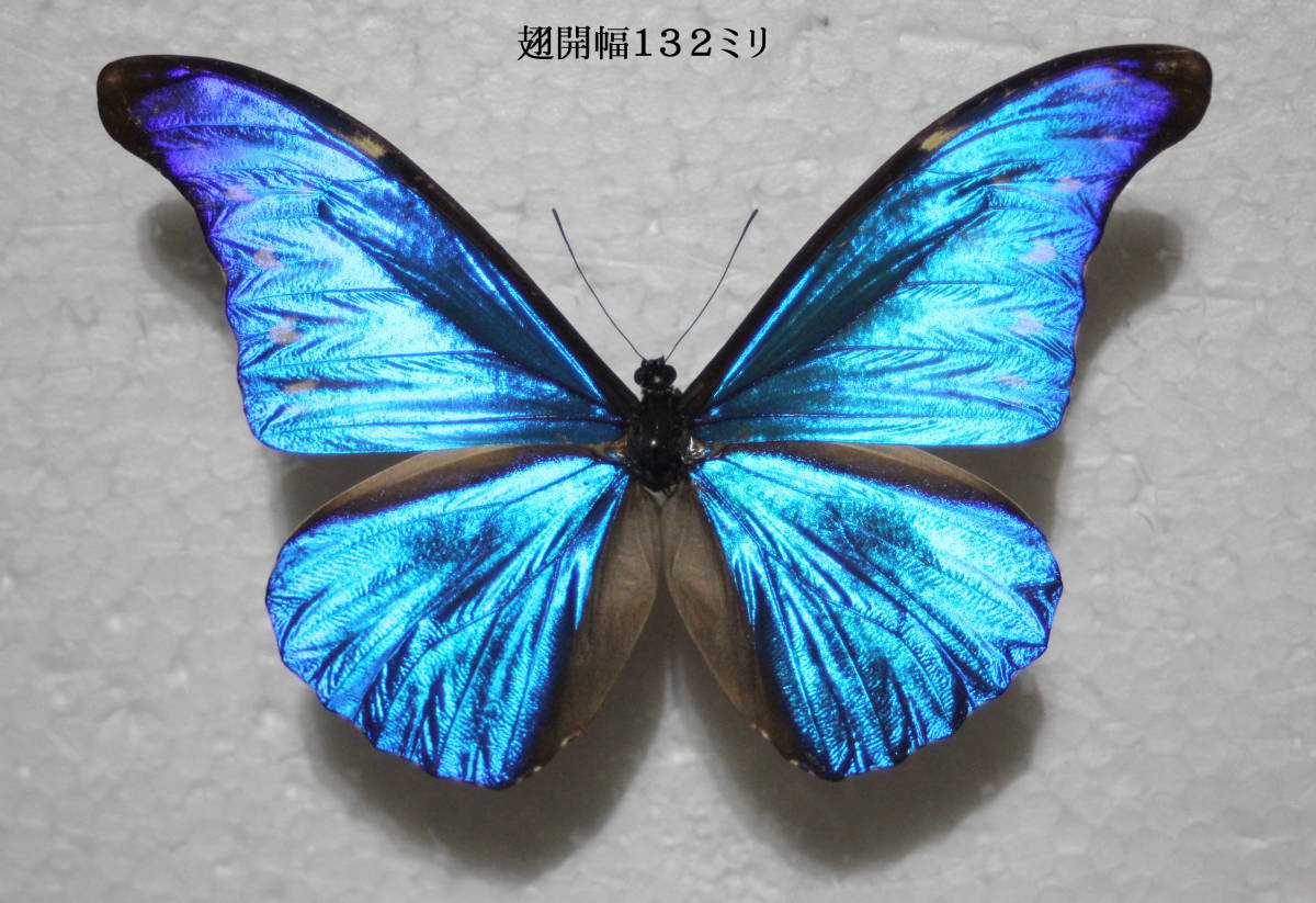 カキカモルフォ♂標本★ブルー美麗 123mm ★ペルー産 カキカモルフォ 蝶標本 公式通販 - 昆虫標本 ペルー 外国産蝶標本 標本