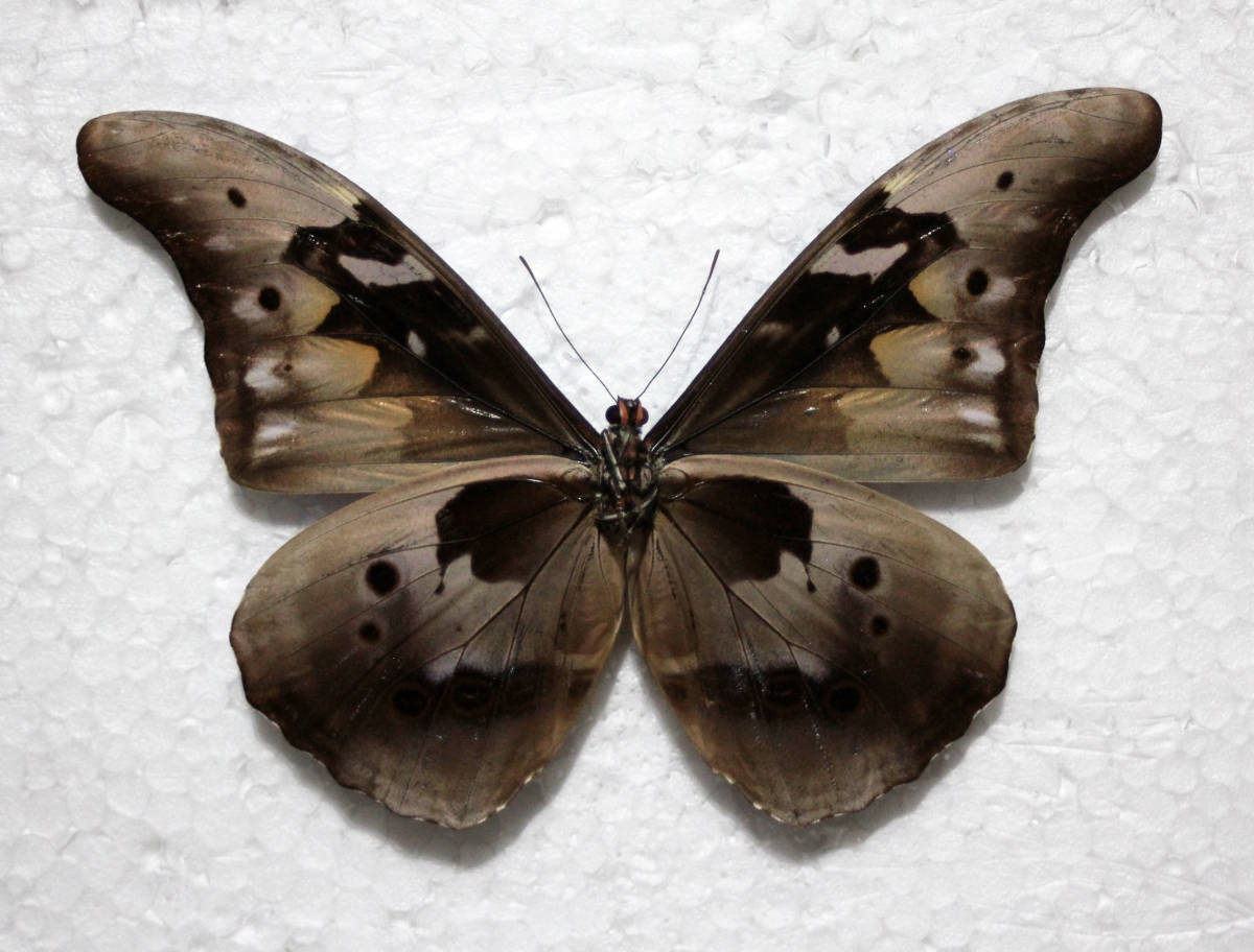 カキカモルフォ 蝶標本 公式通販 - 昆虫標本 ペルー 外国産蝶標本 標本