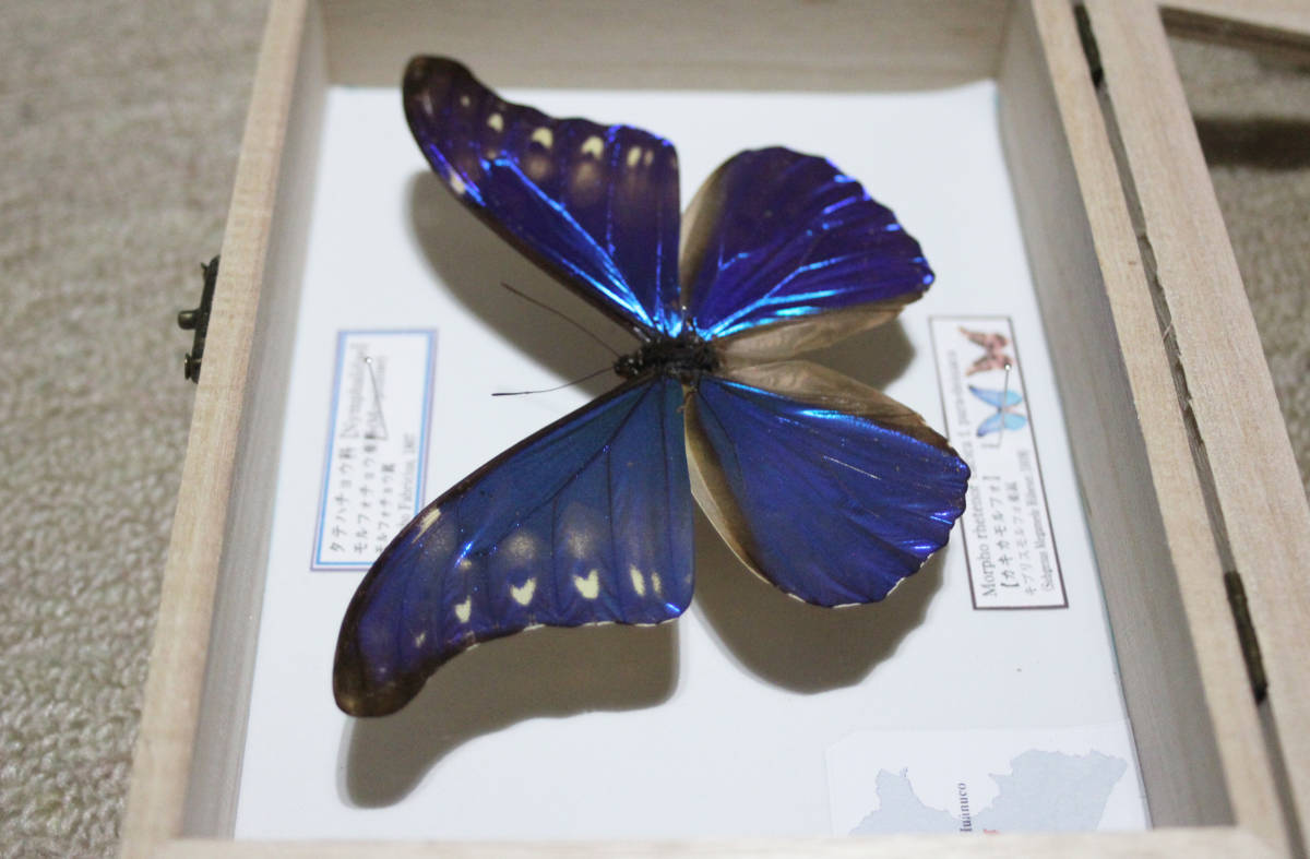 カキカモルフォ 蝶標本 公式通販 - 昆虫標本 ペルー 外国産蝶標本 標本