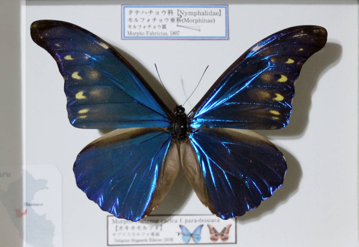 カキカモルフォ 蝶標本 公式通販 - 昆虫標本 ペルー 外国産蝶標本 標本