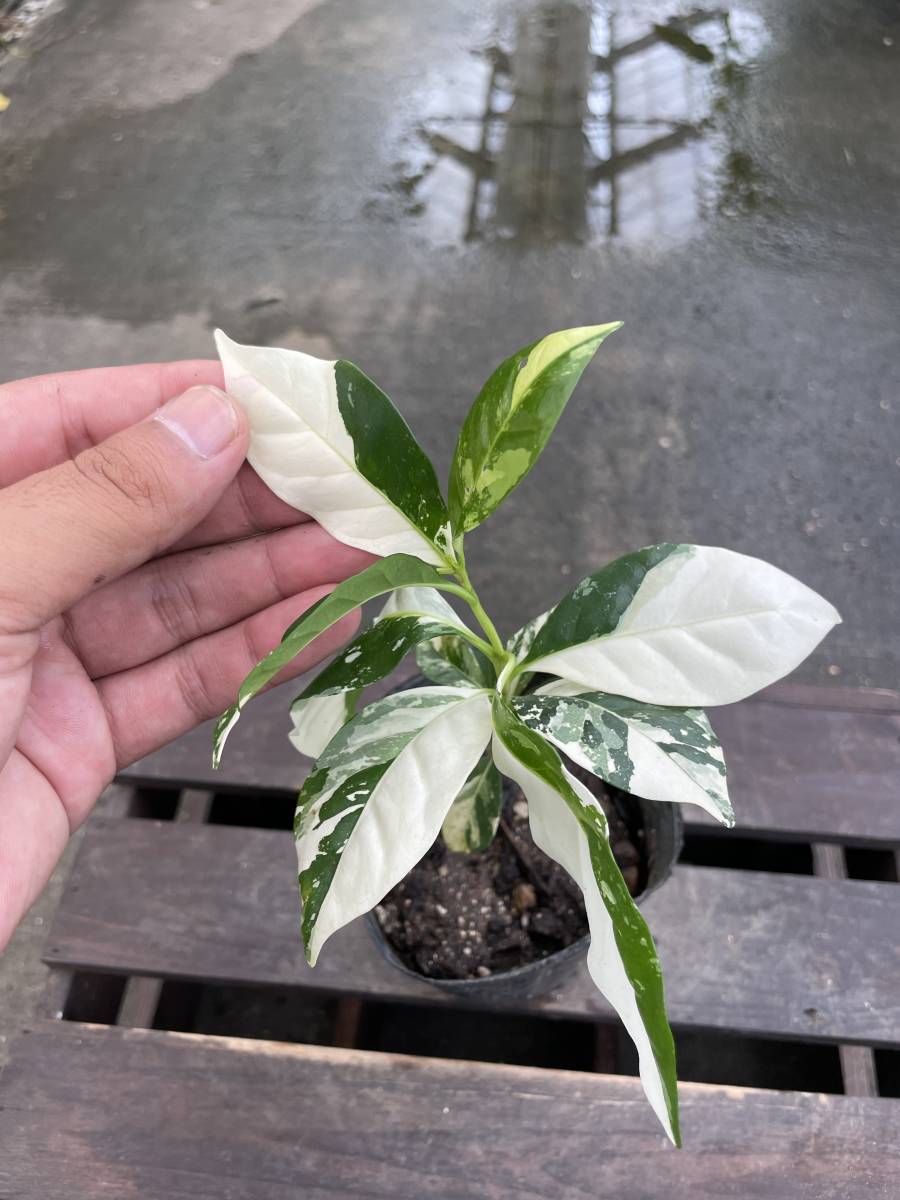 斑入り アラビカ種 ＊ | arabica コーヒー コーヒーの木 古典 斑入