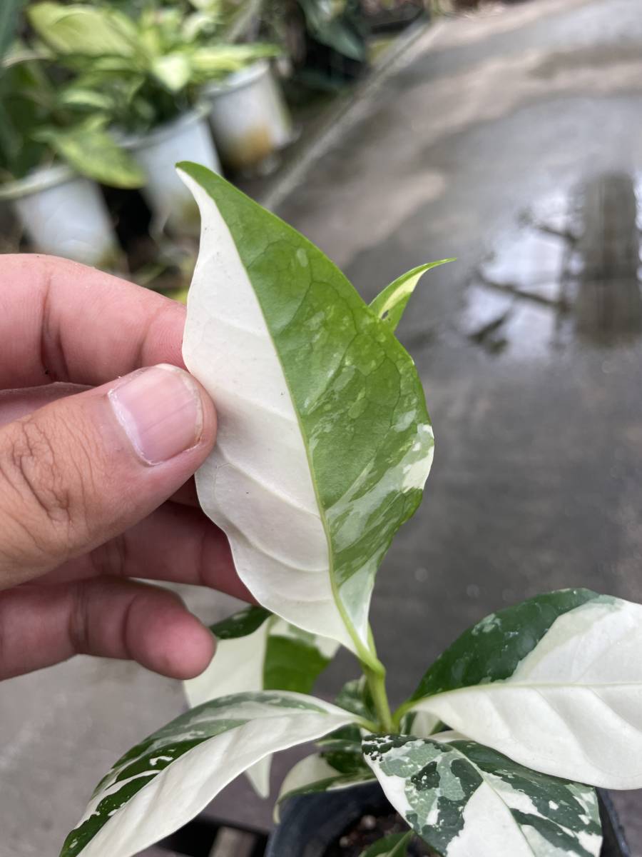 s*a様 コーヒーの木　斑入り　アラビカ種 斑入り アラビカ種 ＊ | arabica コーヒー コーヒーの木 古典 斑入