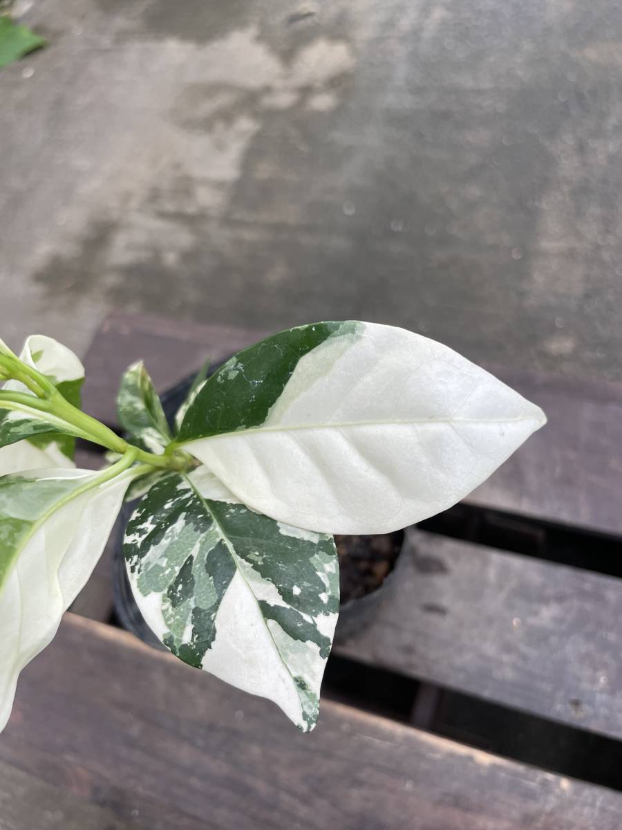 斑入り アラビカ種 ＊ | arabica コーヒー コーヒーの木 古典 斑入
