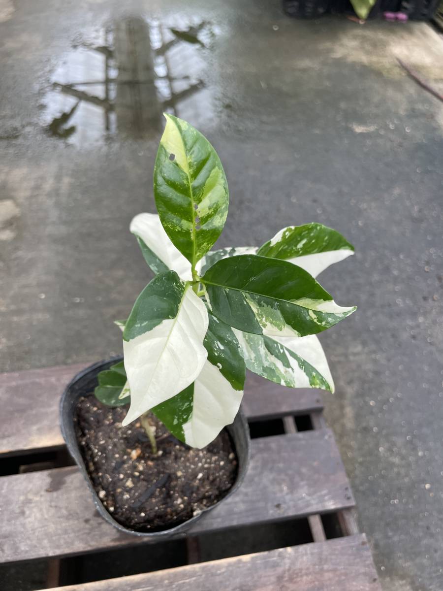斑入り アラビカ種 ＊ | arabica コーヒー コーヒーの木 古典 斑入