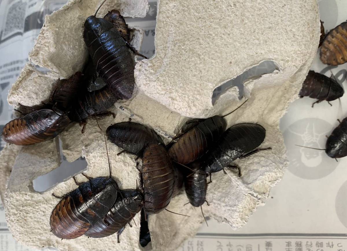 マダガスカルフルーツゴキブリの値段と価格推移は 11件の売買情報を集計したマダガスカルフルーツゴキブリの価格や価値の推移データを公開