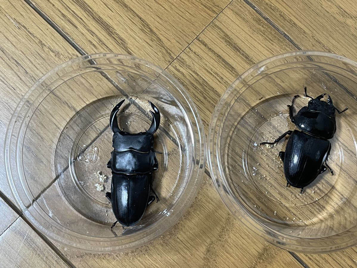 新成虫ペア Wf0 神奈川県産オオクワガタ 材割り個体 Turismoradio Com