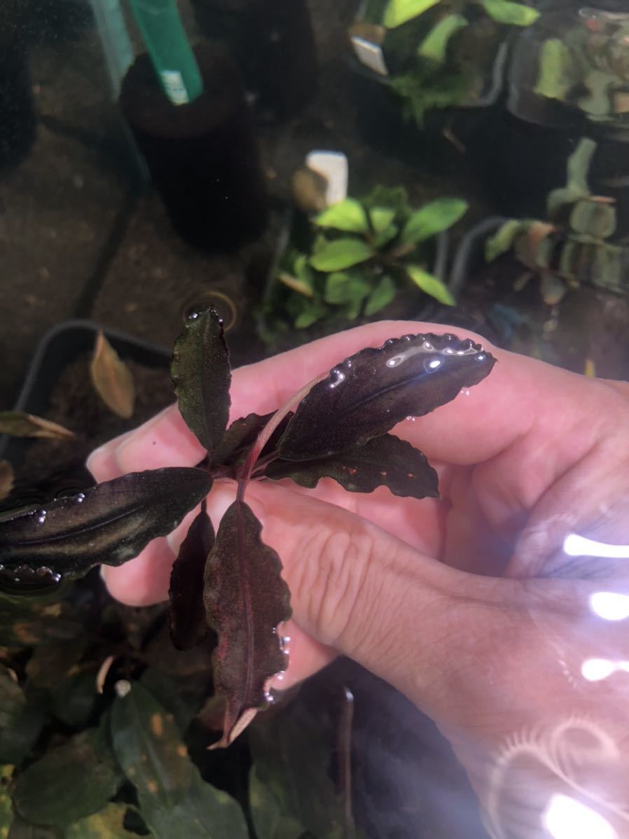 Bucephalandra sp.Red waltz 水草 Bucephalandra Red waltz