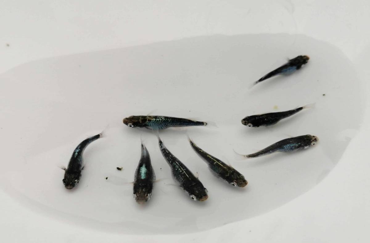 【水華めだか】黒衣　極上若魚　4ペア　※保冷剤付