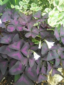 球根5個の値段と価格推移は 15件の売買情報を集計した球根5個の価格や価値の推移データを公開