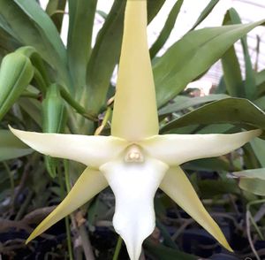58 割引洋蘭原種 774 Angraecum Sesquipedale アングレカム セスキペダレ Www Olympicscientific Ca
