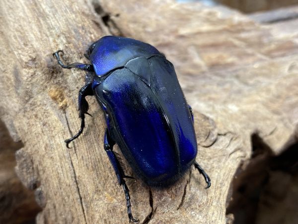 ラスト】 ヘラクレスの成虫ペア 即ブリ可能 No.5