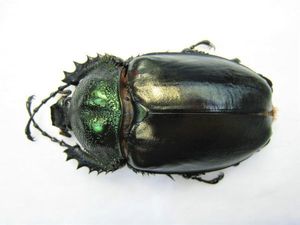 テナガコガネのYahoo!オークション(旧ヤフオク!)の相場・価格を見る