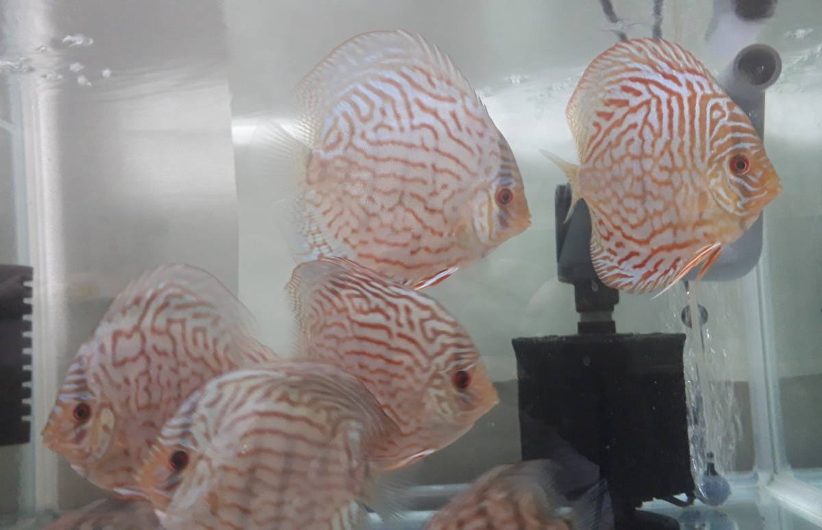 自家産アズーリ―（ブルー系）若魚（4匹）サイズ11センチ前後 