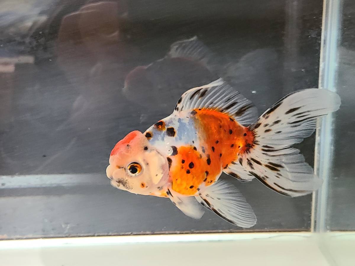 東錦3 鑑賞魚 金魚 国産 弥富産 伊藤保養魚場産 弥富金魚(獅子頭)|売買されたオークション情報、yahooの商品情報をアーカイブ公開 ...